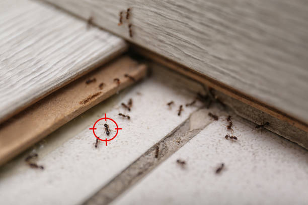 Best Bed Bug Extermination  in Fountain, CO