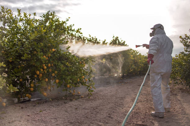 Flea Control Services in Fountain, CO