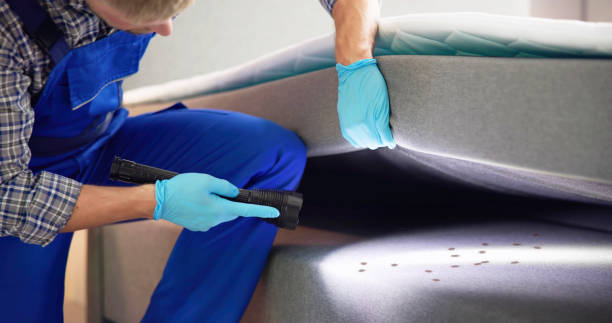 Best Wasp Removal Services  in Fountain, CO