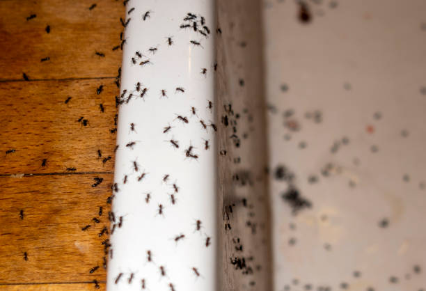 Best Spider Control Near Me  in Fountain, CO