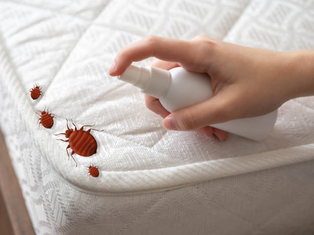 Best Flea Control Services  in Fountain, CO