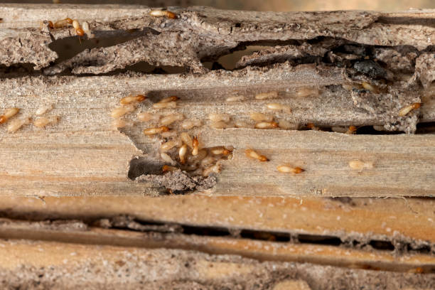 Best Rat Extermination Near Me  in Fountain, CO