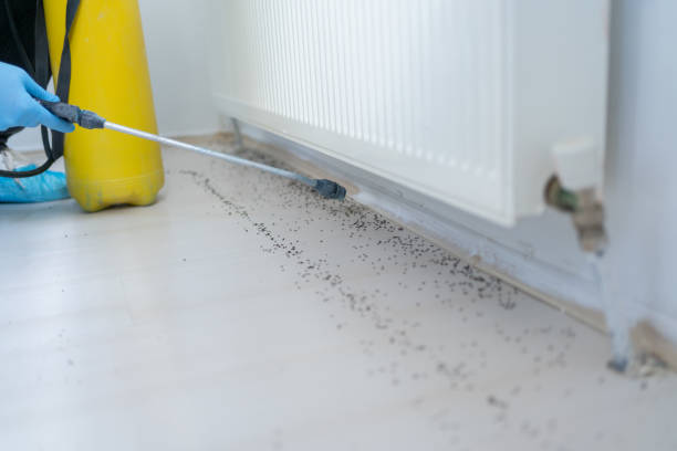 Best Local Pest Control Services  in Fountain, CO