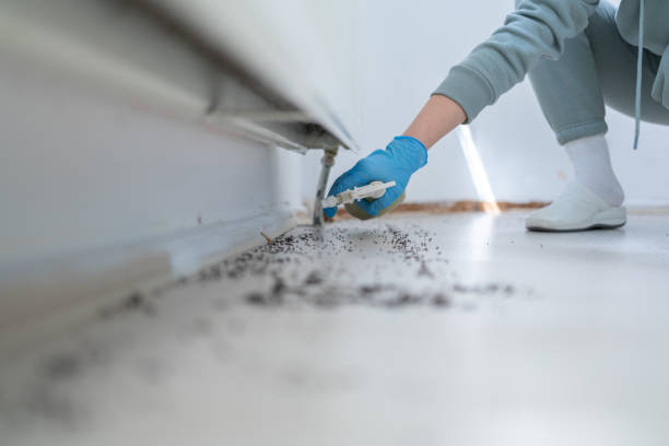 Best Pest Prevention Services  in Fountain, CO
